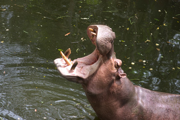 the big hippo is in the water strong posture