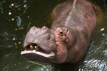 the big hippo is in the water strong posture
