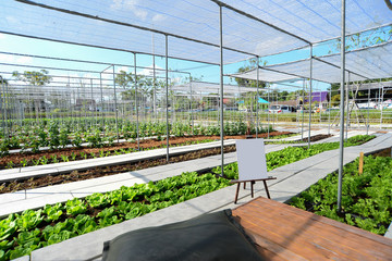 Green oak salad lettuce farm .Organic food ,agriculture.