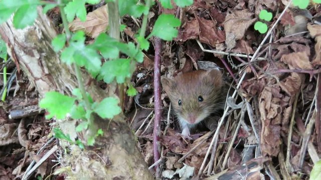 Bank vole (Myodes glareolus) mouse sitting and looking out of its hole