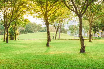 Obraz premium Beautiful pure sunrise morning in public park with green grass, tree and flower. Half moon park in Ho Chi Minh city, Vietnam.