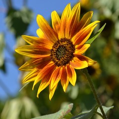 Wunderschöne zweifarbige Sonnenblume vor Himmelblau - Helianthus Annuus 