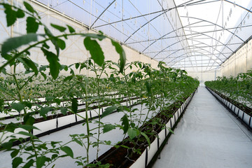 Cherry Tomato plant in a greenhouse