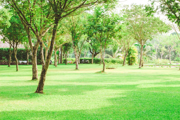 Beautiful pure sunrise morning in public park with green grass, tree and flower. Half moon park in Ho Chi Minh city, Vietnam.