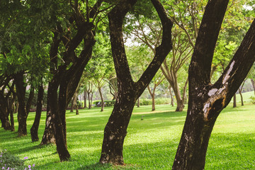 Obraz premium Beautiful pure sunrise morning in public park with green grass, tree and flower. Half moon park in Ho Chi Minh city, Vietnam.