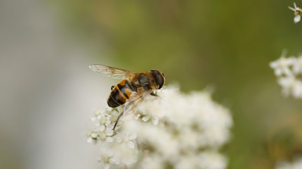 Close-up of bee on top of a flower petal