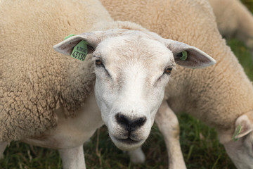 portrait of sheep