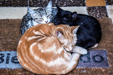 Tres gatos de diferentes colores duermen