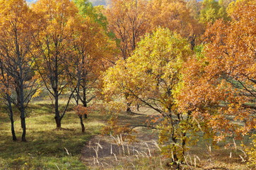 Fototapeta premium Autumn landscape with colorful trees