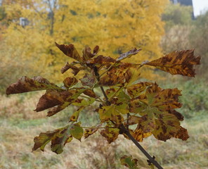 autumn, fall, leaf fall, fall of the leaf
