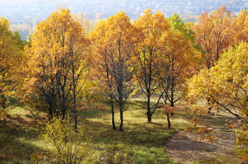 Golden autumn in the Park