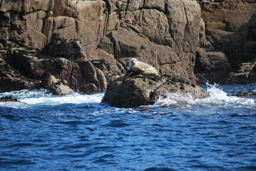 Fototapeta na wymiar Seal on rocks