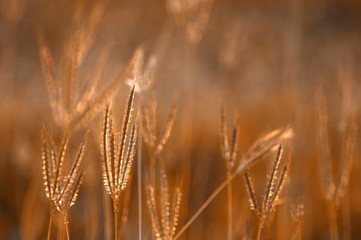 Grass in the golden light of evening