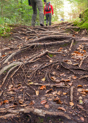 Wandern über Wurzeln