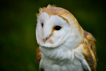 Barn Owl