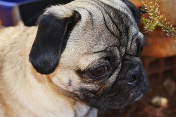 pug in front of black background