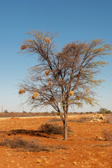 Fototapeta premium many bird nests
