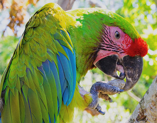 Colorful parrot holding rock with its foot