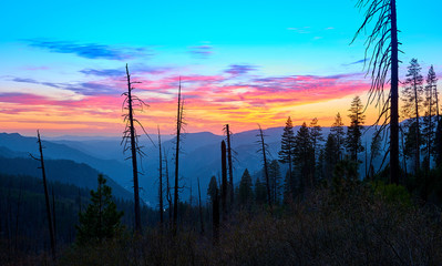 Yosemite Burned Area at Sunset