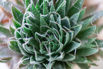 aloe aristata, homemade prickly medicinal plant close-up, top view, macro,