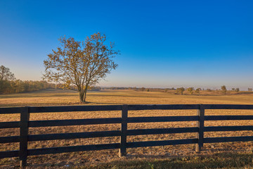 Tree in Field with Wooden Fence