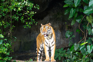 Fototapeta na wymiar An elegant Bengal tiger in natural jungle during hunting. Animal portrait photo, eye and face focus.