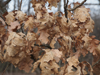 Dry oak leaves on tree branches in autumn