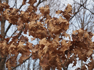 Dry oak leaves on tree branches in autumn