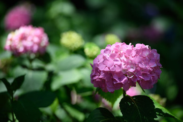 紫陽花