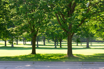 trees in the park with road