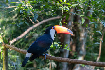 Tucano