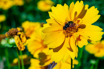bee on yellow flower