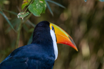 Tucano