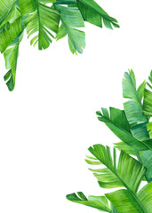 greeting card with place for text, tropical palm leaves on a white background, watercolor jungle illustration