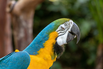 Arara Canindé Azul a Amarela
