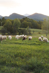 Obraz premium Sheep and Lamb in Free Range Field in Adirondack Mountains, Organic farm on Mountainside 