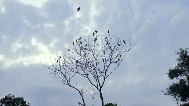 A flock of birds flying around a tree in the blue cloudy sky - freedom concept. A large group of birds sitting on the branches of a dead tree in silhouette on a perfect sunny day