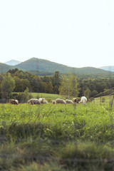 Sheep and Lamb in Free Range Field in Adirondack Mountains, Organic farm on Mountainside 