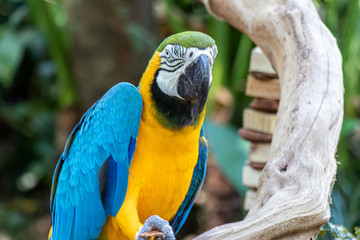 Arara Canindé Azul a Amarela