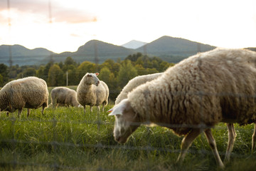 Fototapeta premium Sheep and Lamb in Free Range Field in Adirondack Mountains, Organic farm on Mountainside 