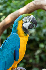 Arara Canindé Azul a Amarela