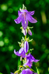 purple bell flower with green background