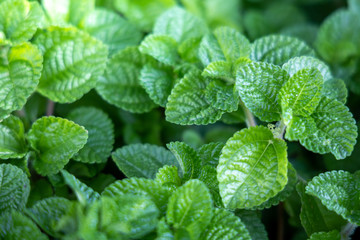 Close Up green leaf under sunlight in the garden. Natural background with copy space.
