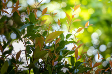 Close Up green leaf under sunlight in the garden. Natural background with copy space.