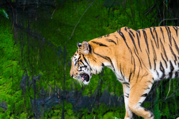 An elegant Bengal tiger in natural jungle during hunting. Animal portrait photo, eye and face focus.