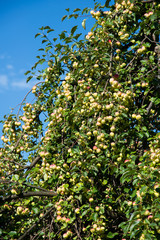 Fototapeta na wymiar Ripe apples on the trees