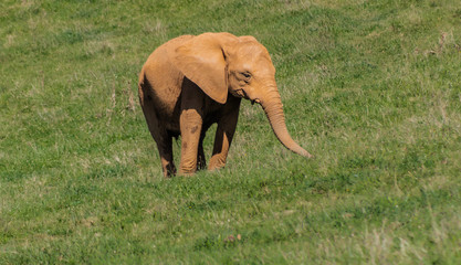 an african gorilla enjoying in a green meadow