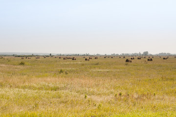 Plakat herd of cows