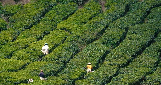 Tea plantation workers harvesting fresh tea leaves into bags in a traditional way in Cameron Highlands, Malaysia