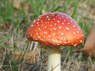 Fliegenpilze